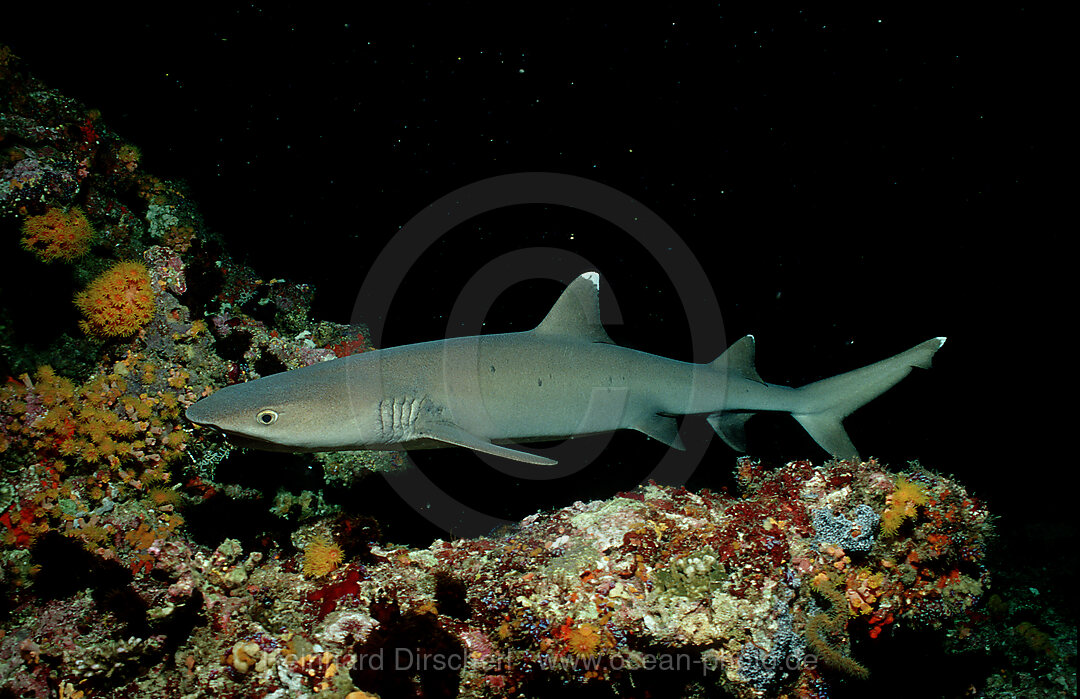 Whitetip reef shark