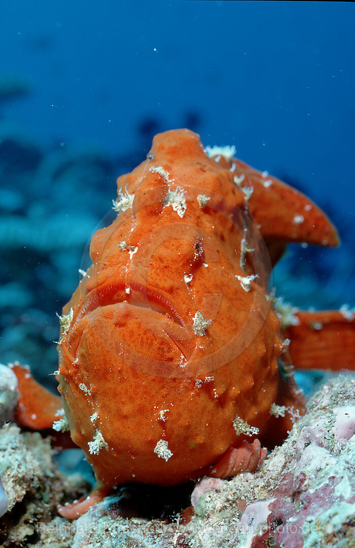 Giant frogfish