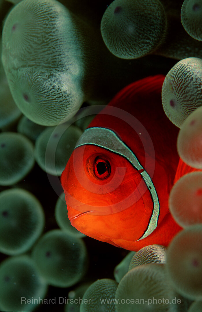 Spinecheek clownfish