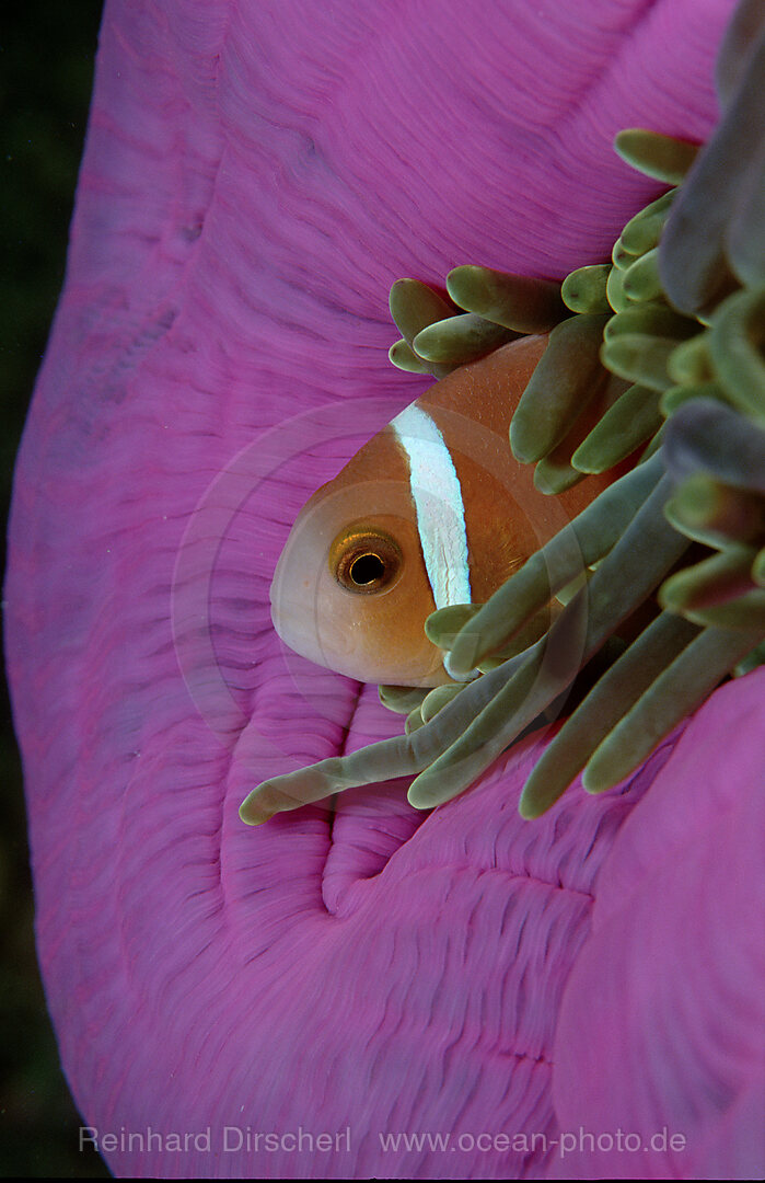 Anemone fishes