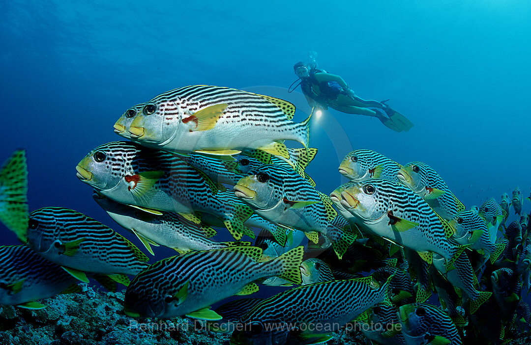 Diagonal-banded sweetlips and sucba diver