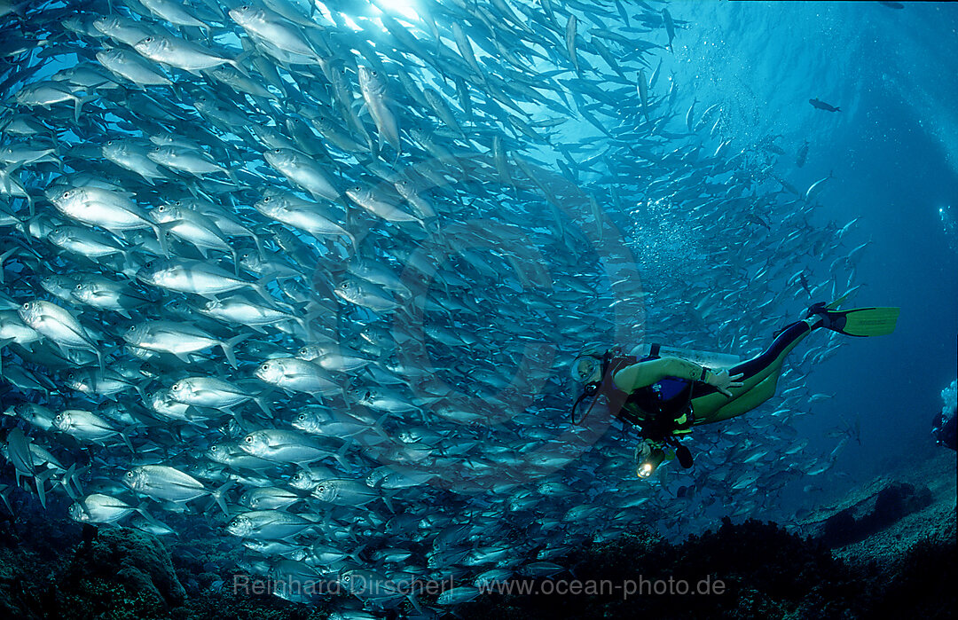 Bigeye trevally and scuba diver