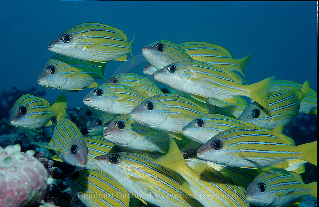 Fivelined snapper