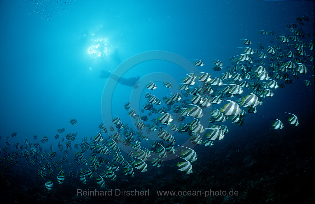 Wimpelfische und Taucher