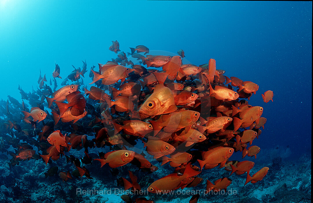 Grossaugenbarsche, Priacanthus hamrur, Indischer Ozean, Ari Atoll, Maayafushi, Malediven