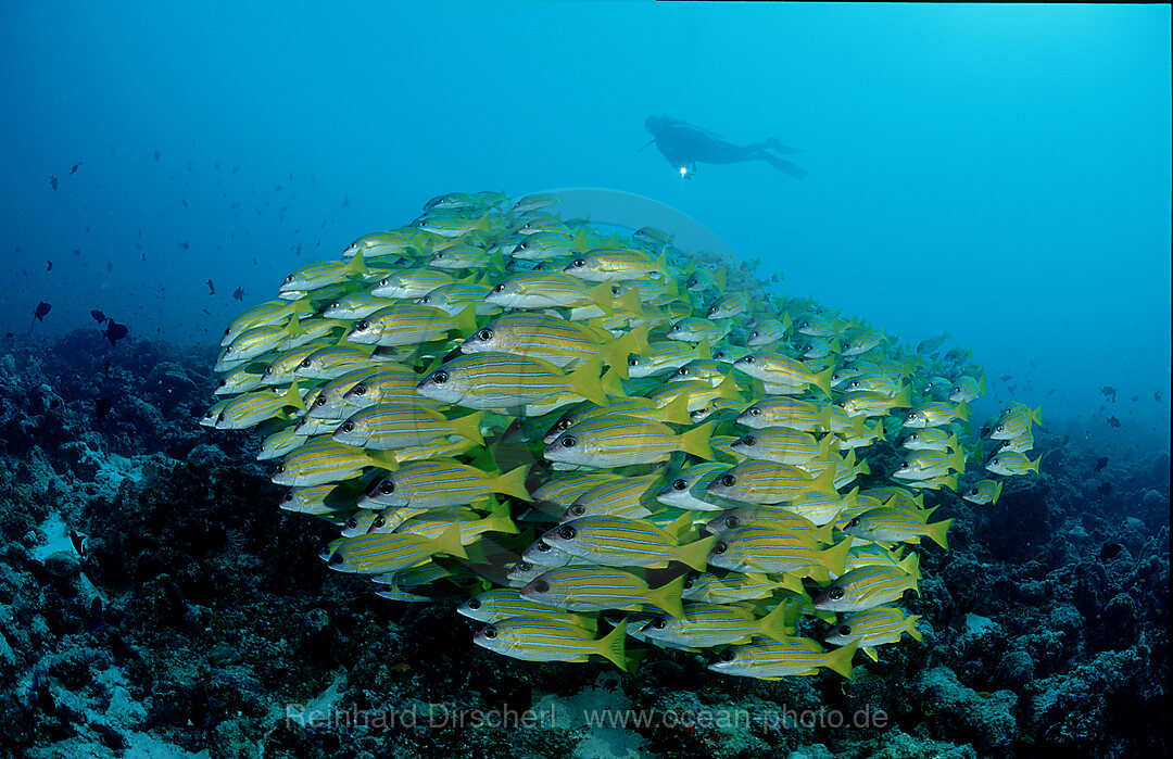 Fuenfstreifen-Schnapper und Taucher, Lutjanus quinquelineatus, Indischer Ozean, Ari Atoll, Maayafushi, Malediven