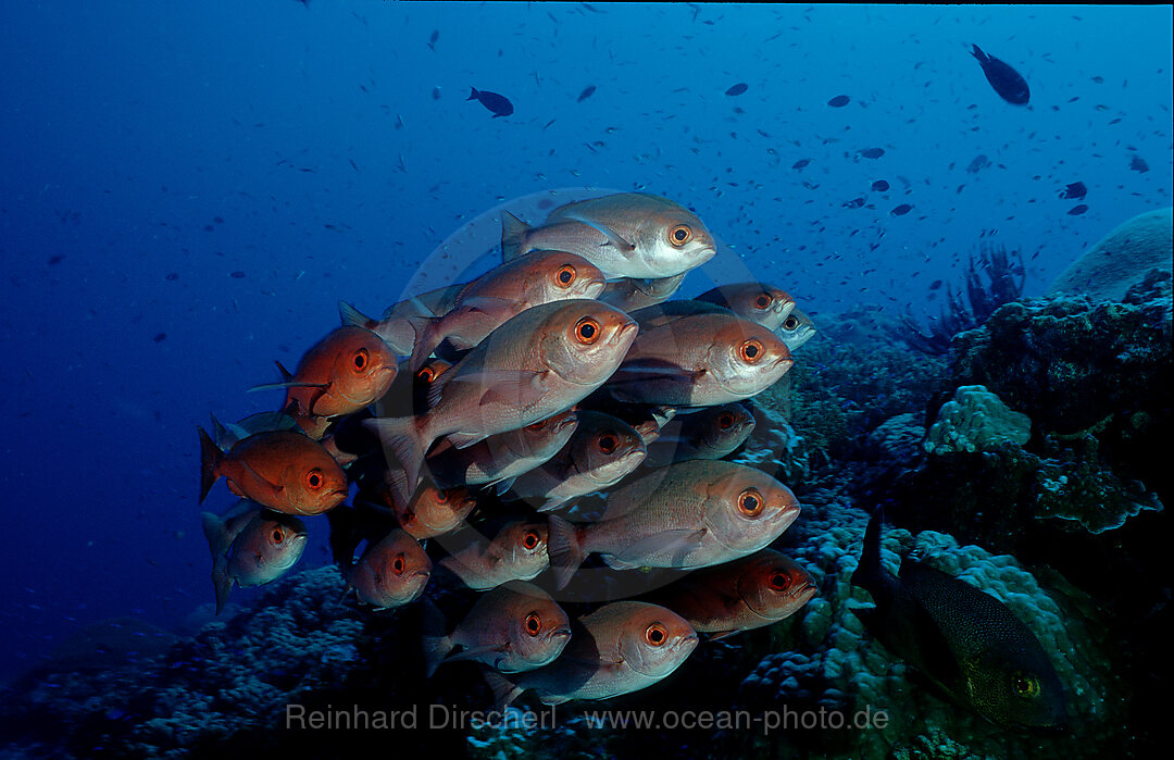 Crescent-tail bigeye