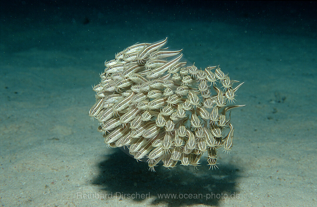 Streifen-Korallenwelse, Plotosus lineatus, Rotes Meer, Hurghada, gypten, Aegypten