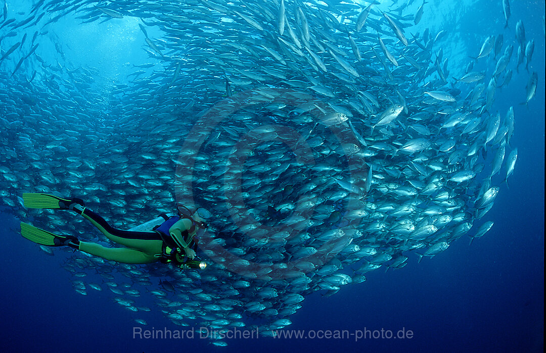 Grossaugen-Stachelmakrelen und Taucher, Caranx sexfasciatus, Indischer Ozean, Ari Atoll, Maayafushi, Malediven