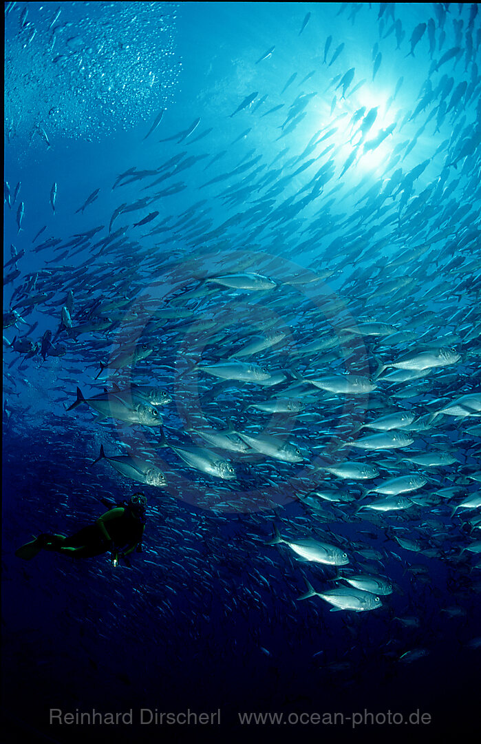 Grossaugen-Stachelmakrelen, Caranx sexfasciatus, Indischer Ozean, Thailand, Phuket