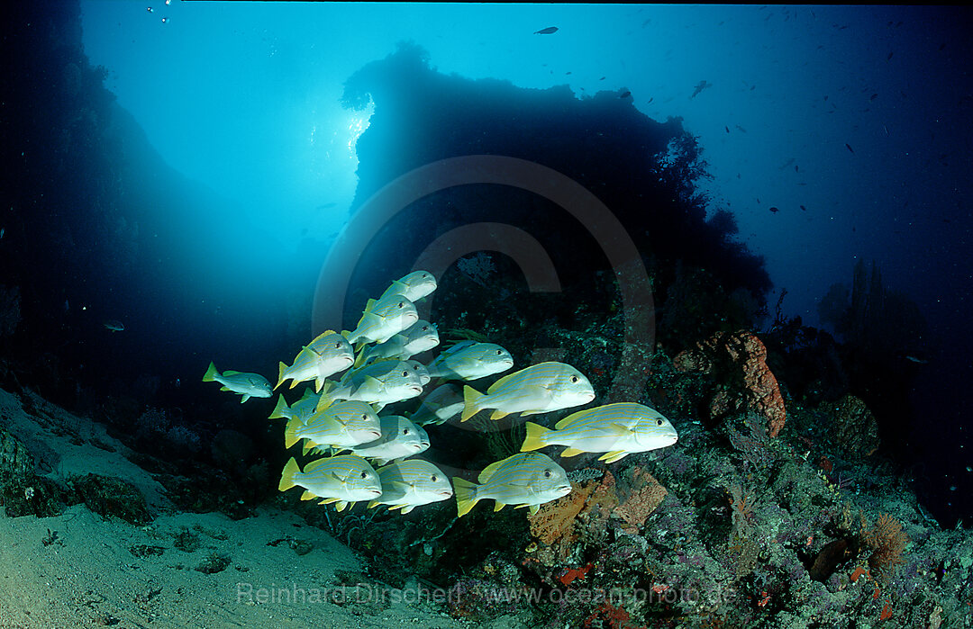 Celebes-Suesslippe, Plectorhinchus chrysotaenia, Pazifik, Papua Neu Guinea