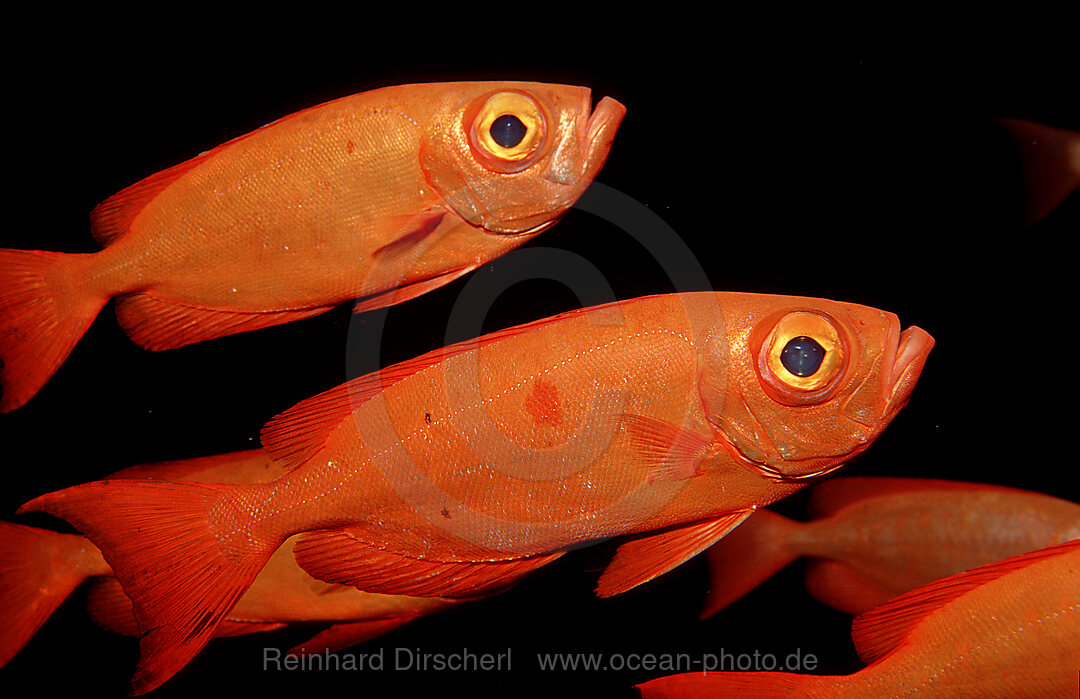 Crescent-tail bigeye
