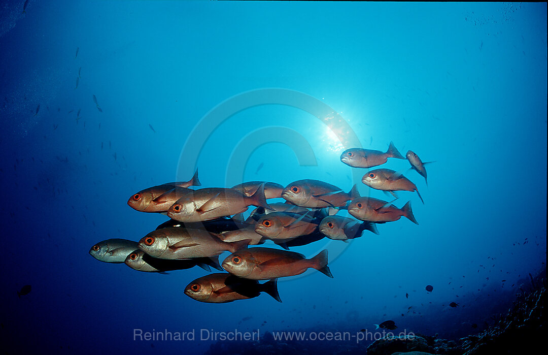 Crescent-tail bigeye