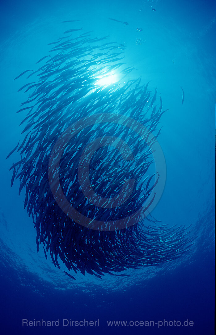 Dunkelflossen-Barrakuda, Sphyraena qenie, Pazifik, Papua Neu Guinea