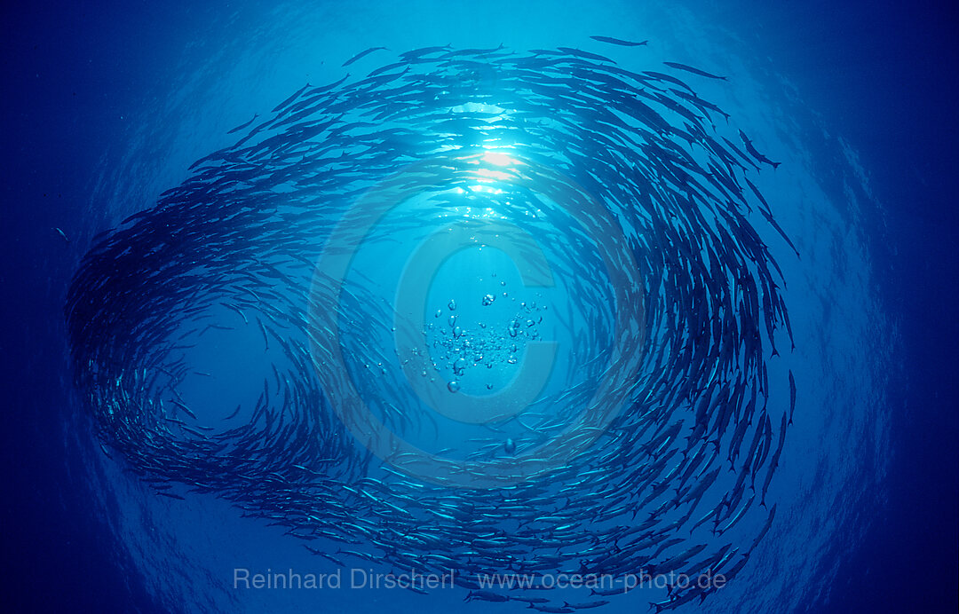 Blackfin barracuda