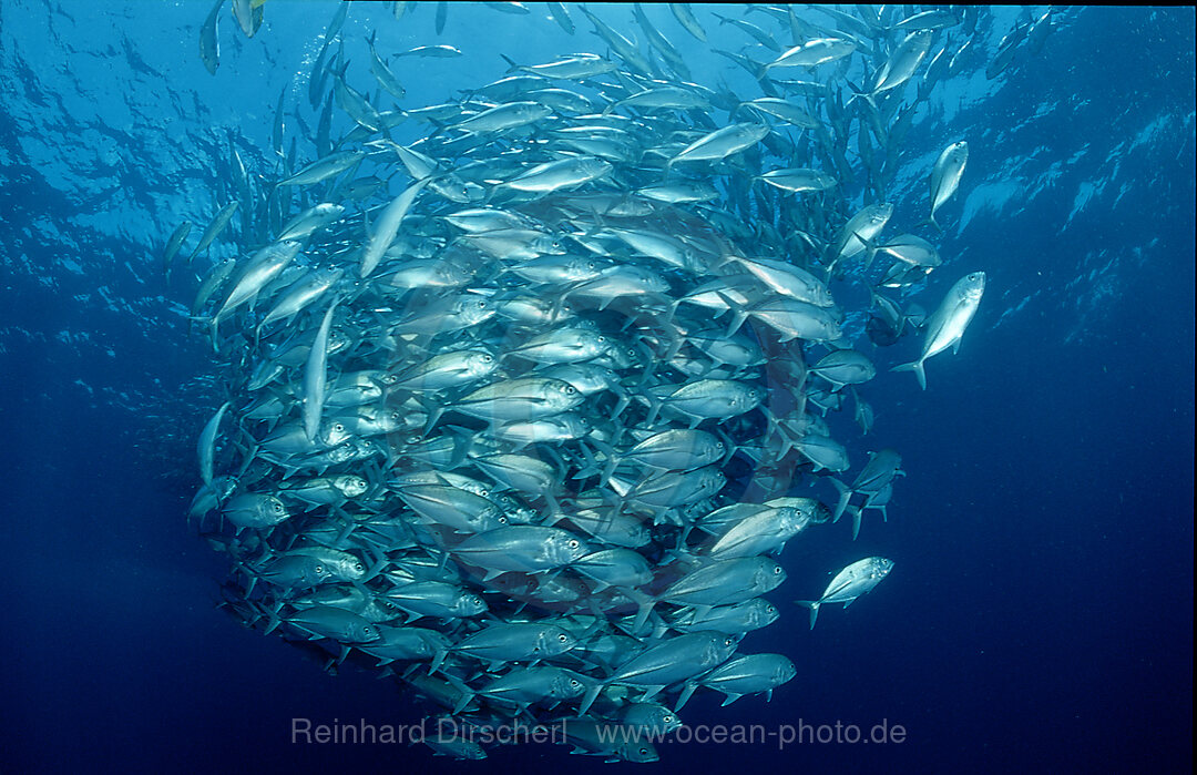 Bigeye trevally