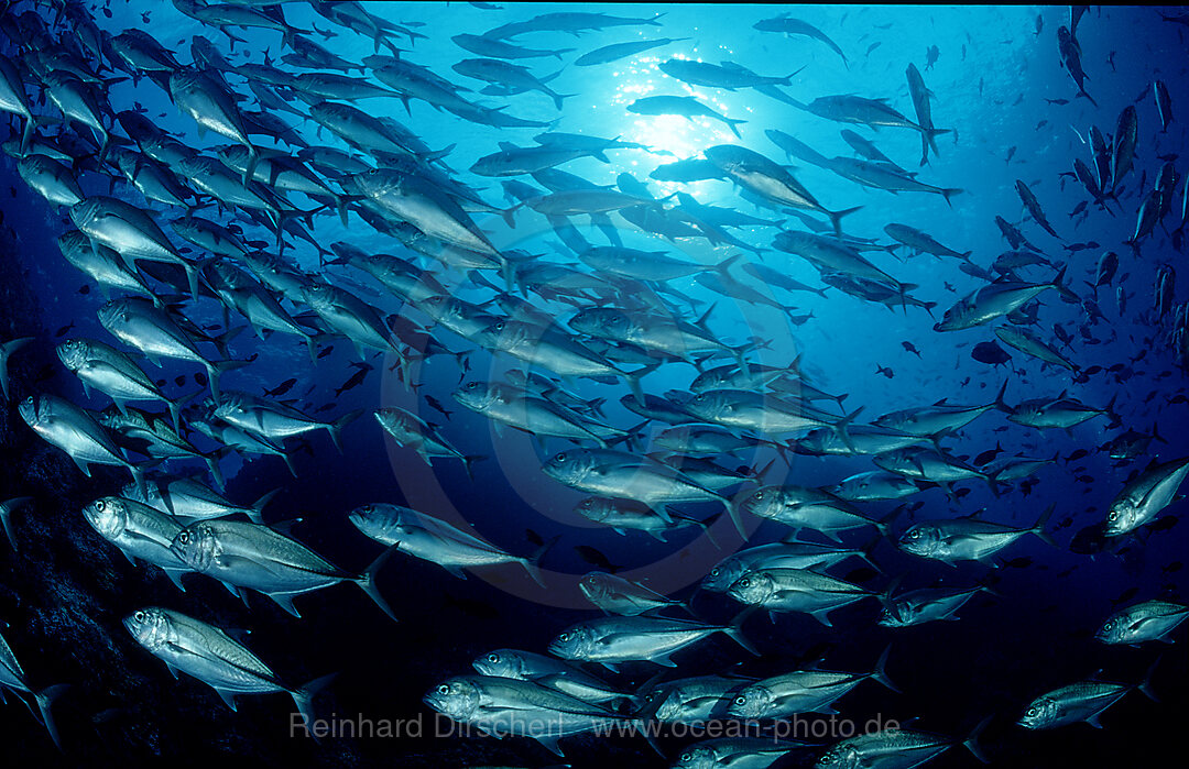 Grossaugen-Stachelmakrelen, Caranx sexfasciatus, Pazifik, Cocos Island, Mittelamerika, Lateinamerika, Costa Rica