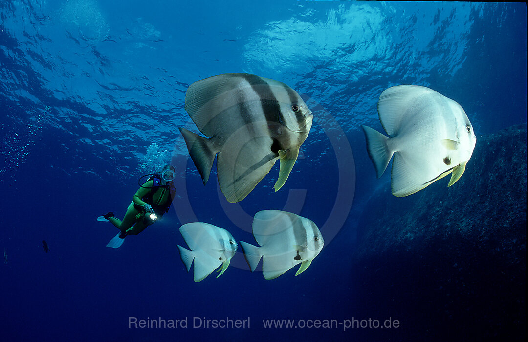 Fledermausfische und Taucher, Platax pinnatus, Suedchinesisches Meer, South chinese sea, Tioman, Malaysia