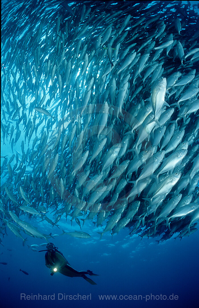 Grossaugen-Stachelmakrelen und Taucher, Caranx sexfasciatus, Suedchinesisches Meer, South chinese sea, Tioman, Malaysia