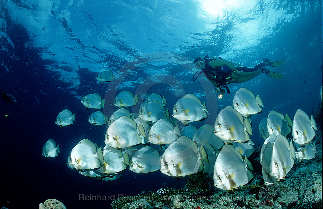 Fledermausfische und Taucher, Platax pinnatus, Indischer Ozean, Indian ocean, Suedchinesisches Meer, South chinese sea, Tioman, Malaysia