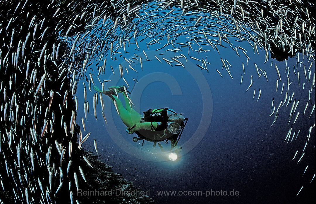 Glasfische und Taucher