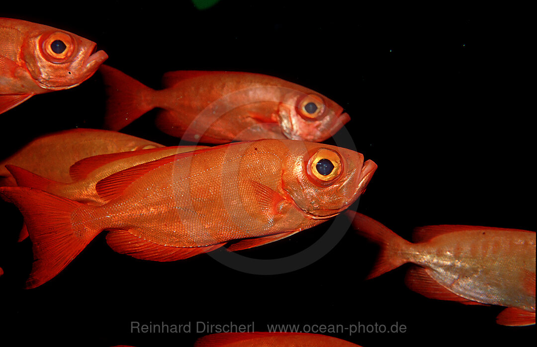 Crescent-tail bigeye