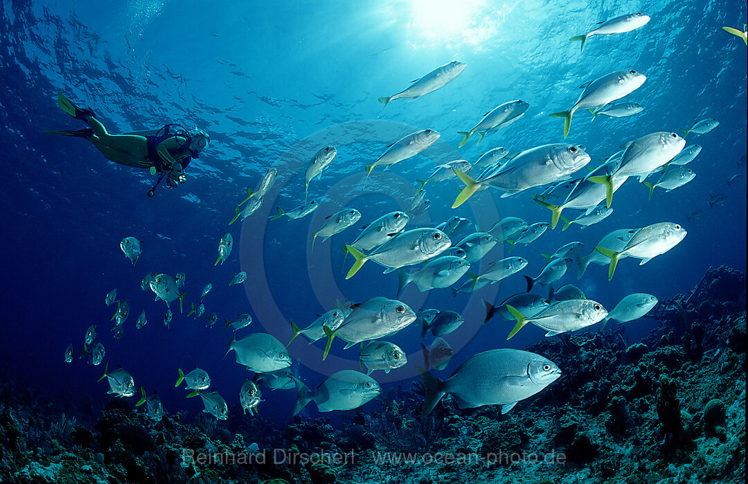 Grossaugen-Stachelmakrelen und Taucher, Caranx sexfasciatus, Karibisches Meer, Karibik, Kuba