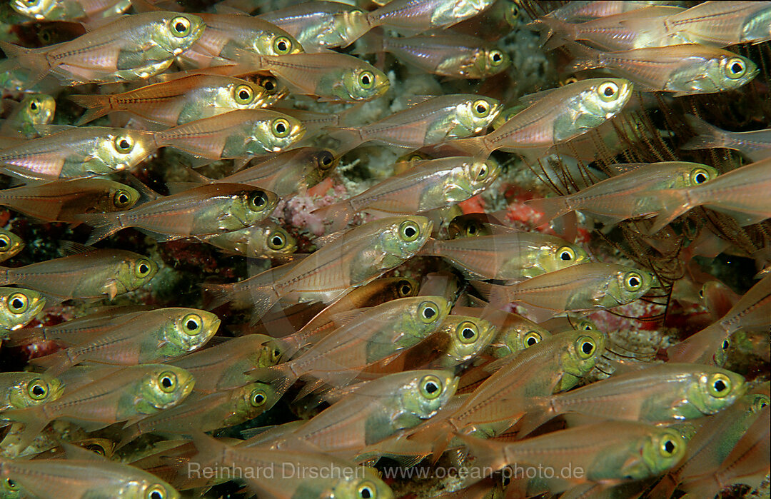 Glasfische, Parapriacanthus ransonneti, Indischer Ozean, Ari Atoll, Maayafushi, Malediven