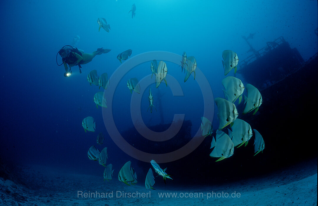Fledermausfische und Taucher am Schiffswrack