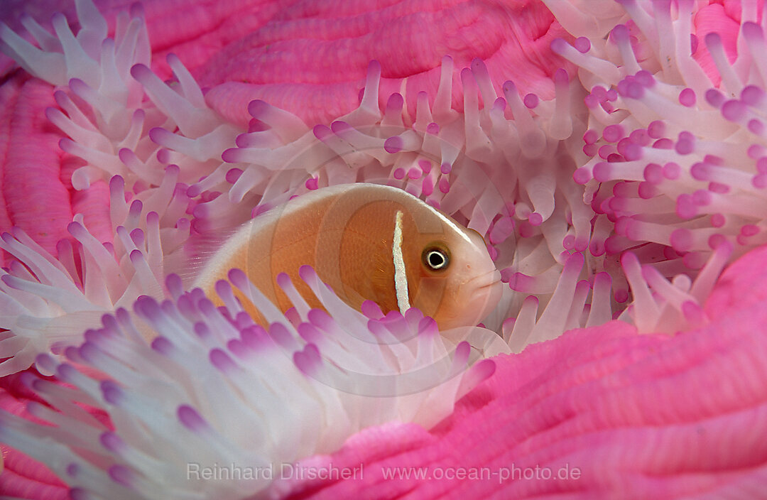 Halsband-Anemonenfisch