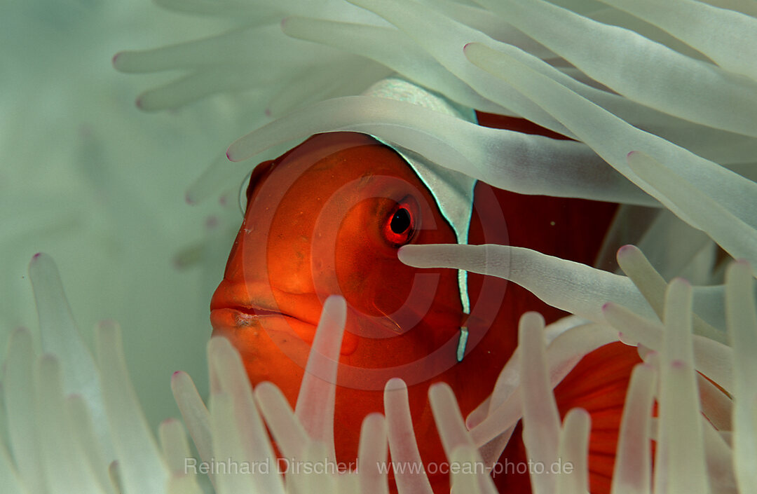 Stachel-Anemonenfisch, Premnas aculeatus, Pazifik, Korallensee, Australien