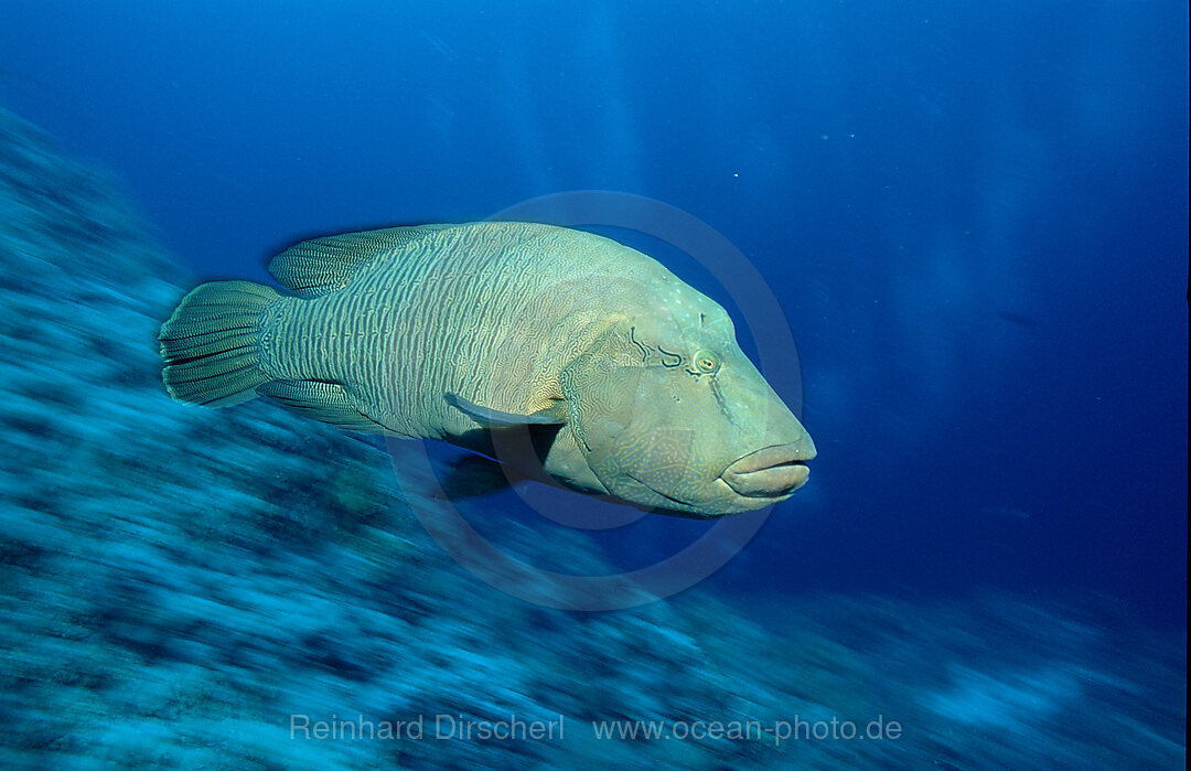 Napoleonfisch, Napoleon, Cheilinus undulatus, Rotes Meer, Safaga, gypten, Aegypten