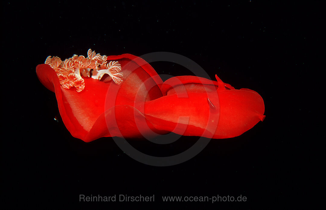 Spanish dancer (nudibranch)