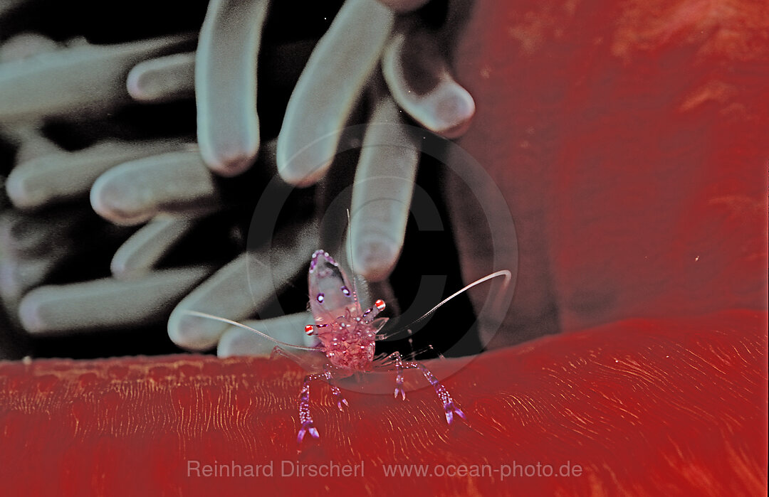 shrimp in anemone