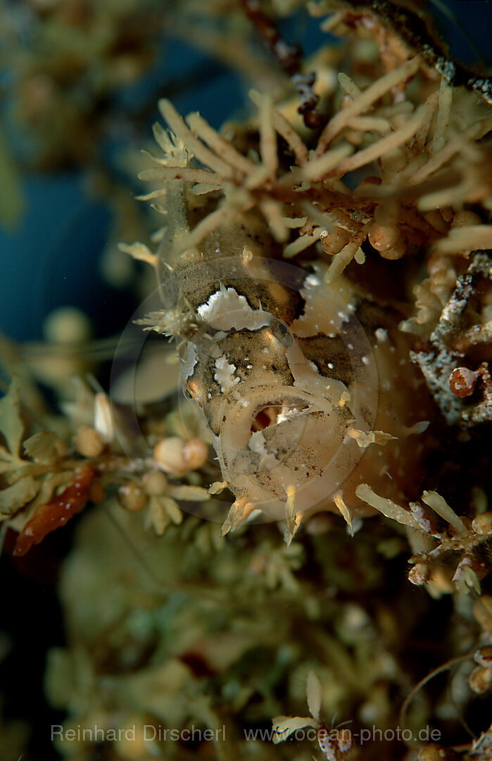 Sargassum-Anglerfisch, Histrio histrio, Pazifik, Papua Neu Guinea