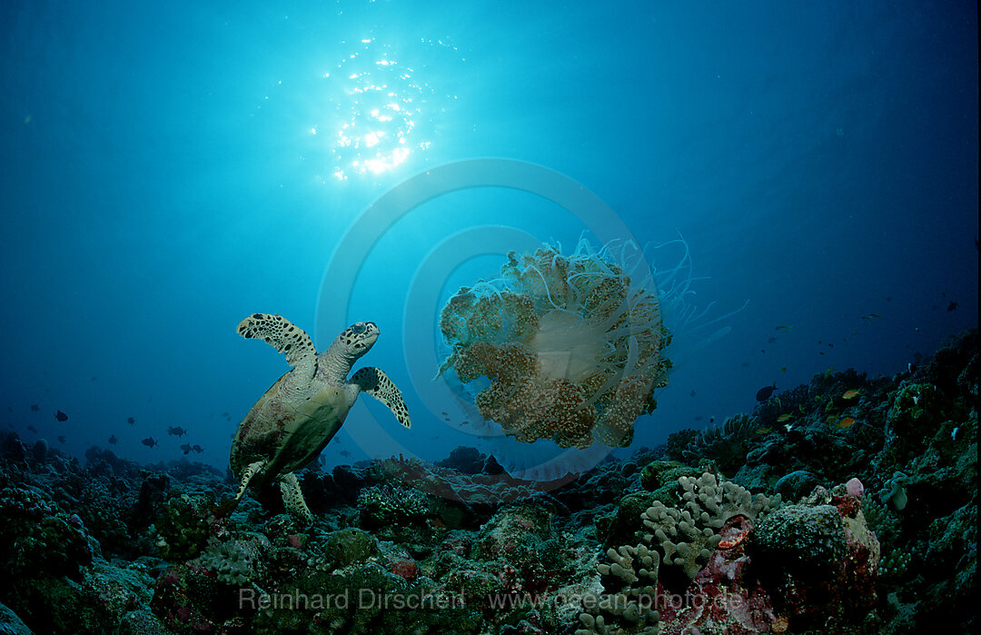 Karettschildkroete frisst Qualle, Eretmochelys imbricata, Indischer Ozean, Ari Atoll, Maayafushi, Malediven