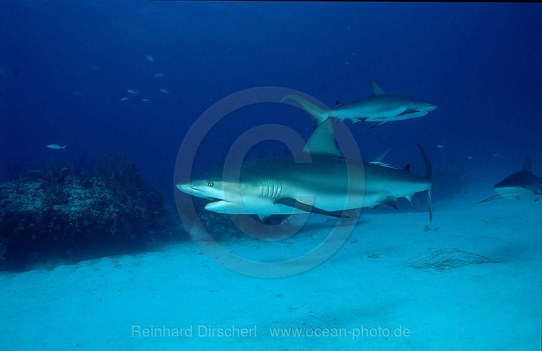 caribbean reef shark, Carcharhinus perezi, Caribbean Sea, Cuba