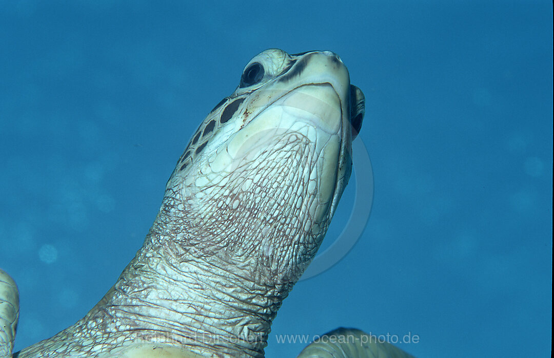 Gruene Meeresschildkroete, Suppenschildkroete, Chelonia mydas, Pazifik, Pacific ocean, Borneo, Sipadan, Malaysia