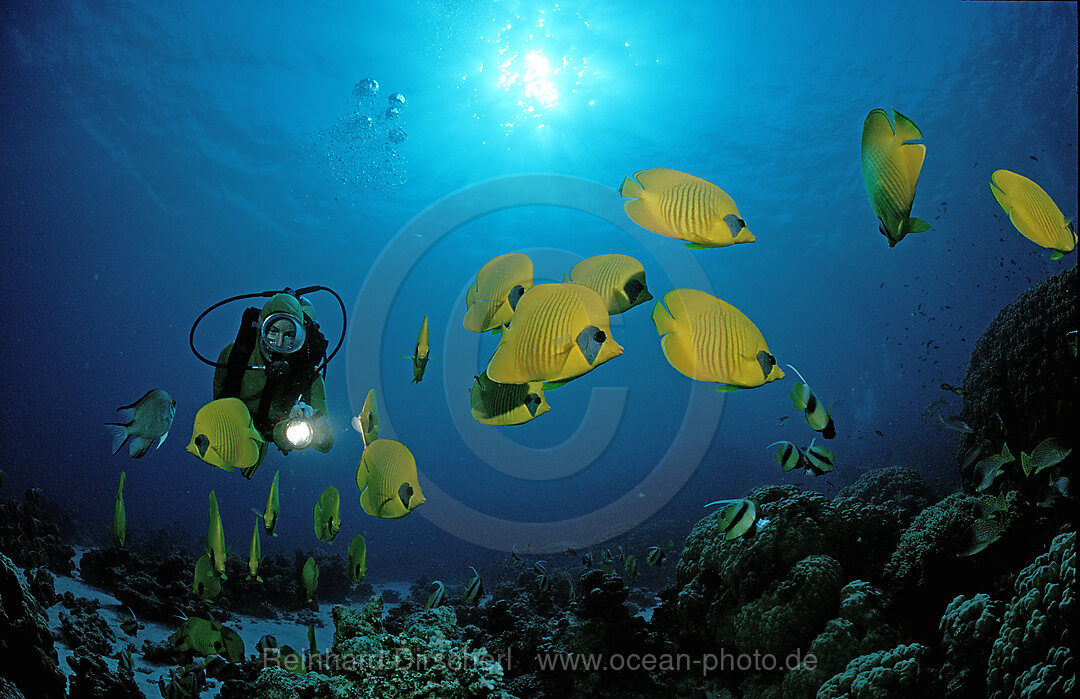 Masked butterflyfish and scuba diver