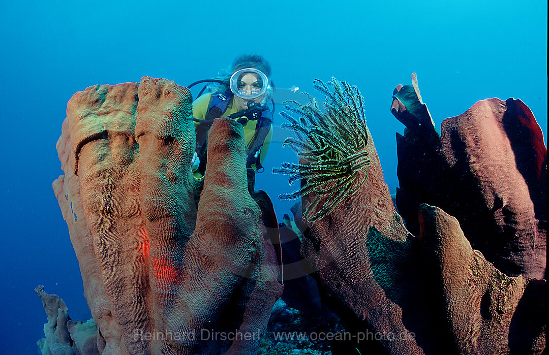 scuba diver and elephant ear sponge