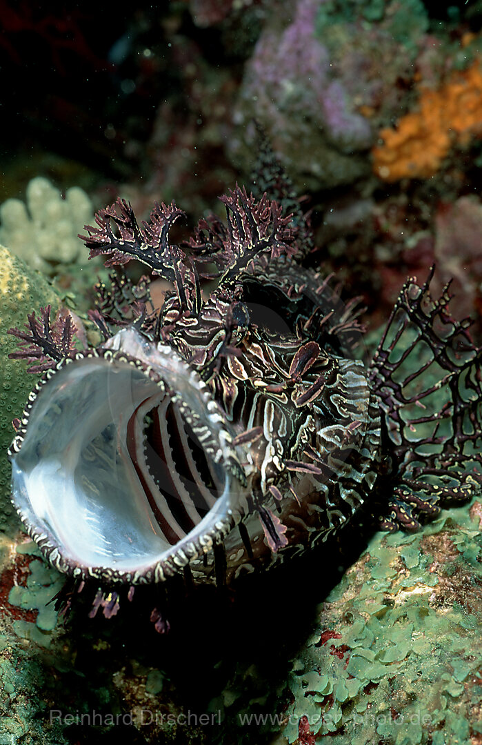 Merlet´s scorpionfish