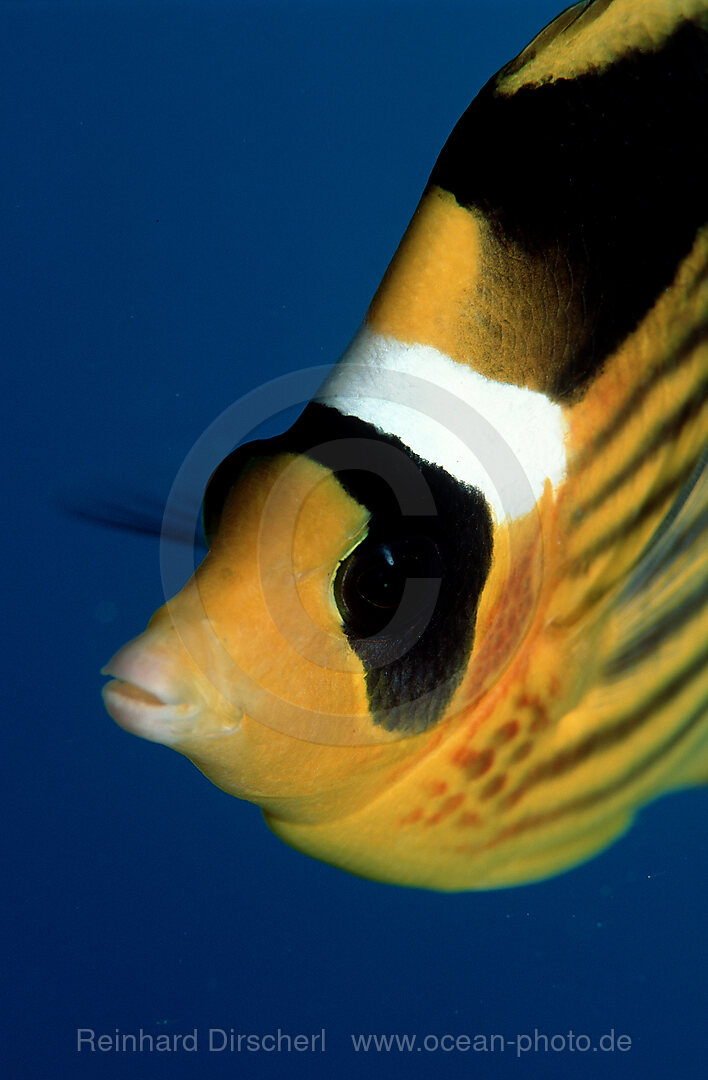 Tabak-Falterfisch