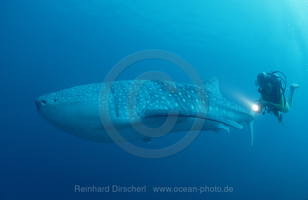 Walhai und Taucher, Rhincodon typus, Indischer Ozean, Ari Atoll, Maayafushi, Malediven