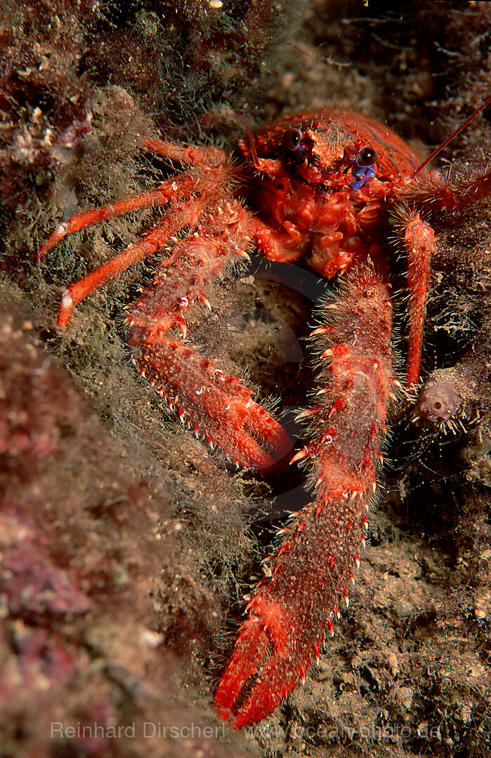 crab, Galathea strigosa, Istria, Mediterranean Sea, Croatia