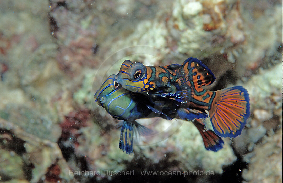 Mandarinfische bei der Paarung, Synchiropus splendidus, Pazifik, Pacific ocean, Borneo, Mabul, Malaysia