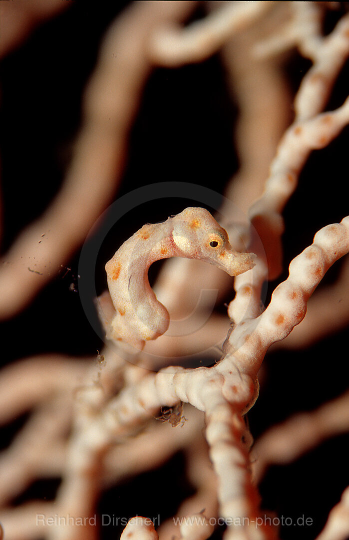 Zwerg-Seepferdchen, Hippocampus denise, Pazifik, Papua Neu Guinea