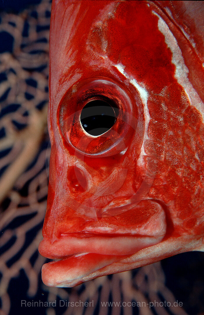 Longjawed squirrelfish