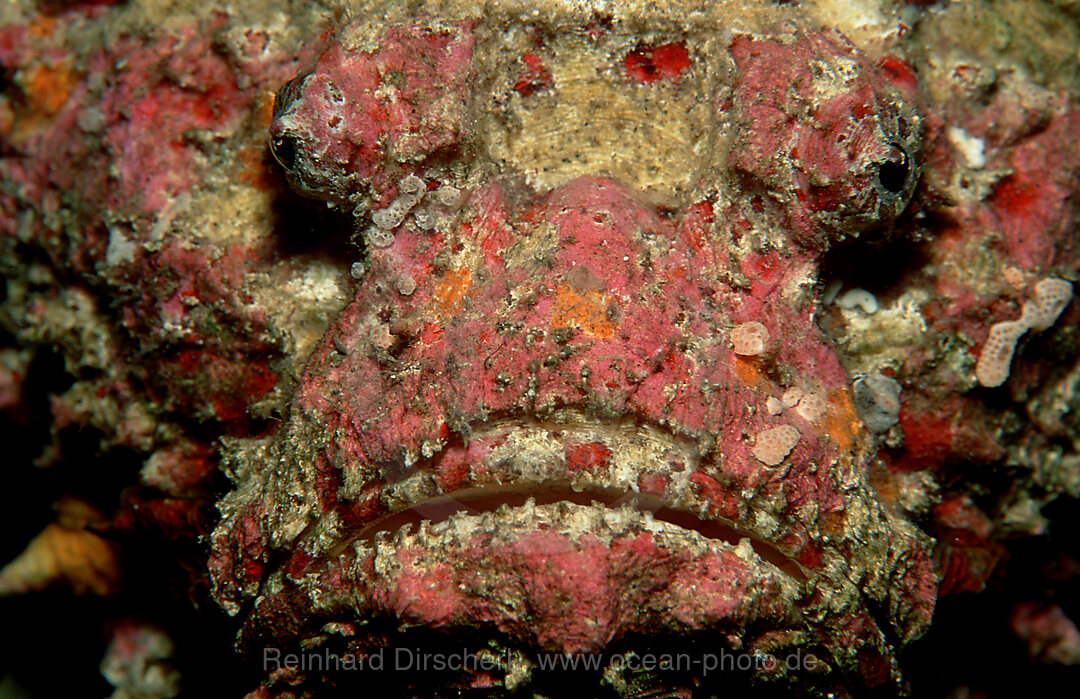 Echter Steinfisch, Synanceia verrucosa, Indischer Ozean, Ari Atoll, Maayafushi, Malediven