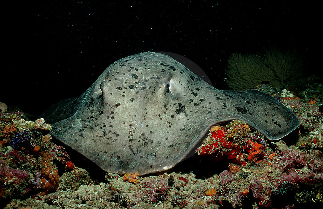 Black-spotted stingray, Taeniura meyeni, Indian Ocean, Ari Atol, Maayafushi, Maldives Island