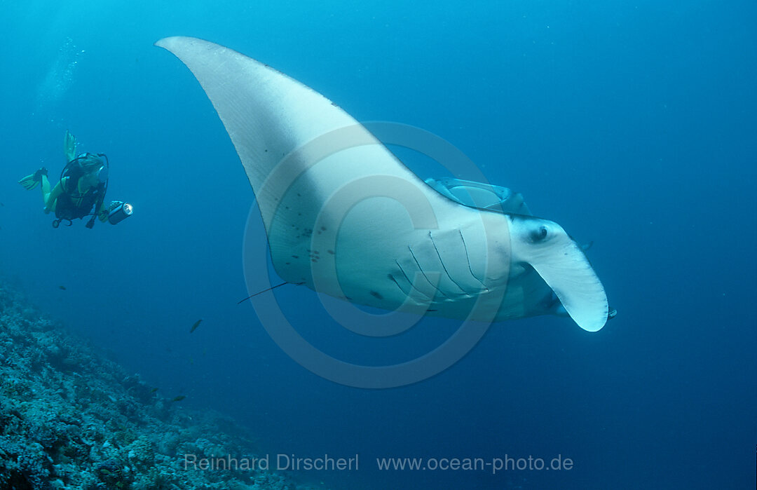 Mantarochen und Taucher, Manta birostris, Indischer Ozean, Ari Atoll, Maayafushi, Malediven